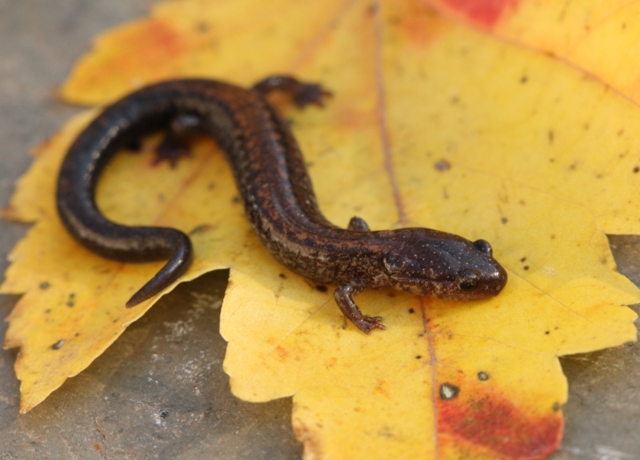 Redback Salamander